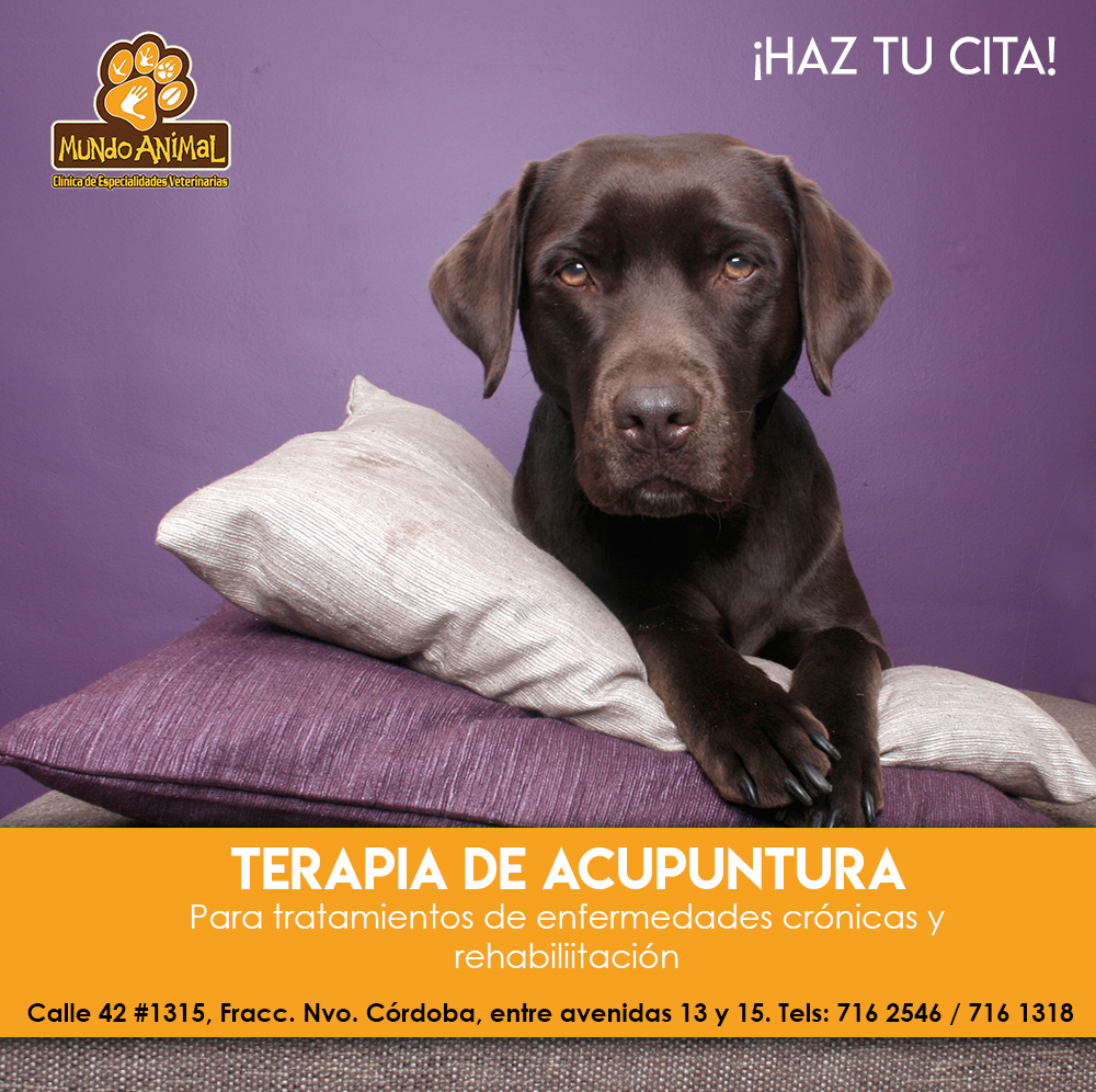 acupuntura perros y gatos