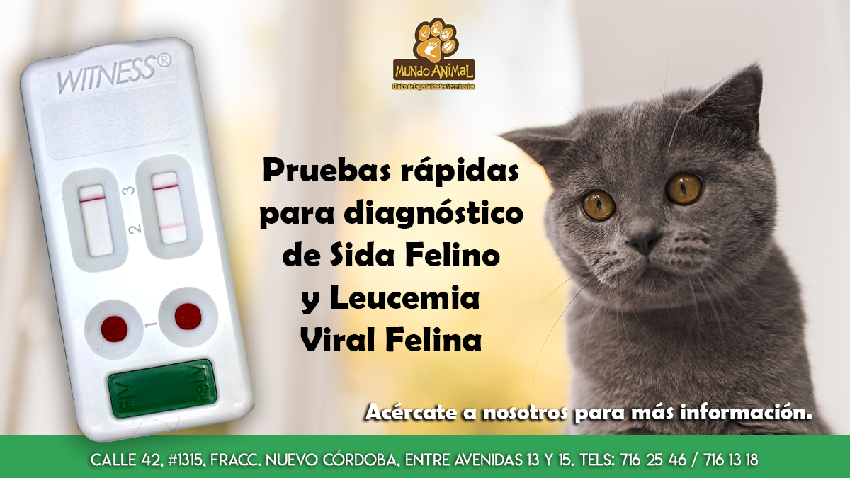 sida felino leucemia viral felina